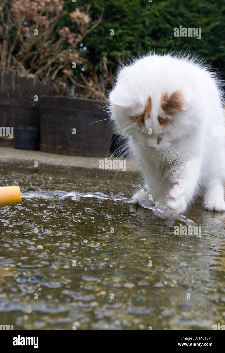 Van Turc Blanc Duveteux Chat Jouant Avec De L Eau Photo Stock Alamy