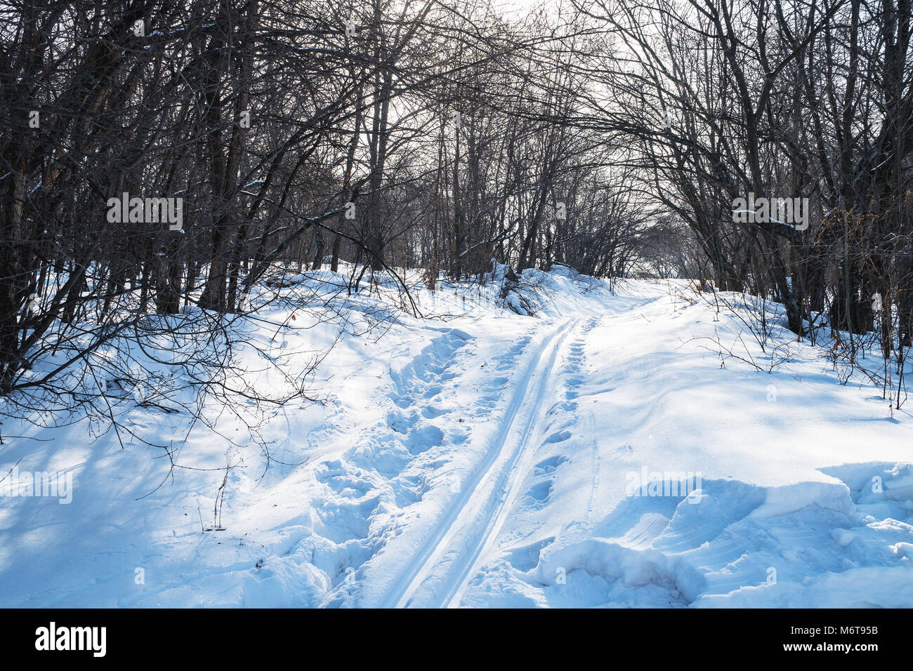 Piste de ski dans la forêt Banque D'Images