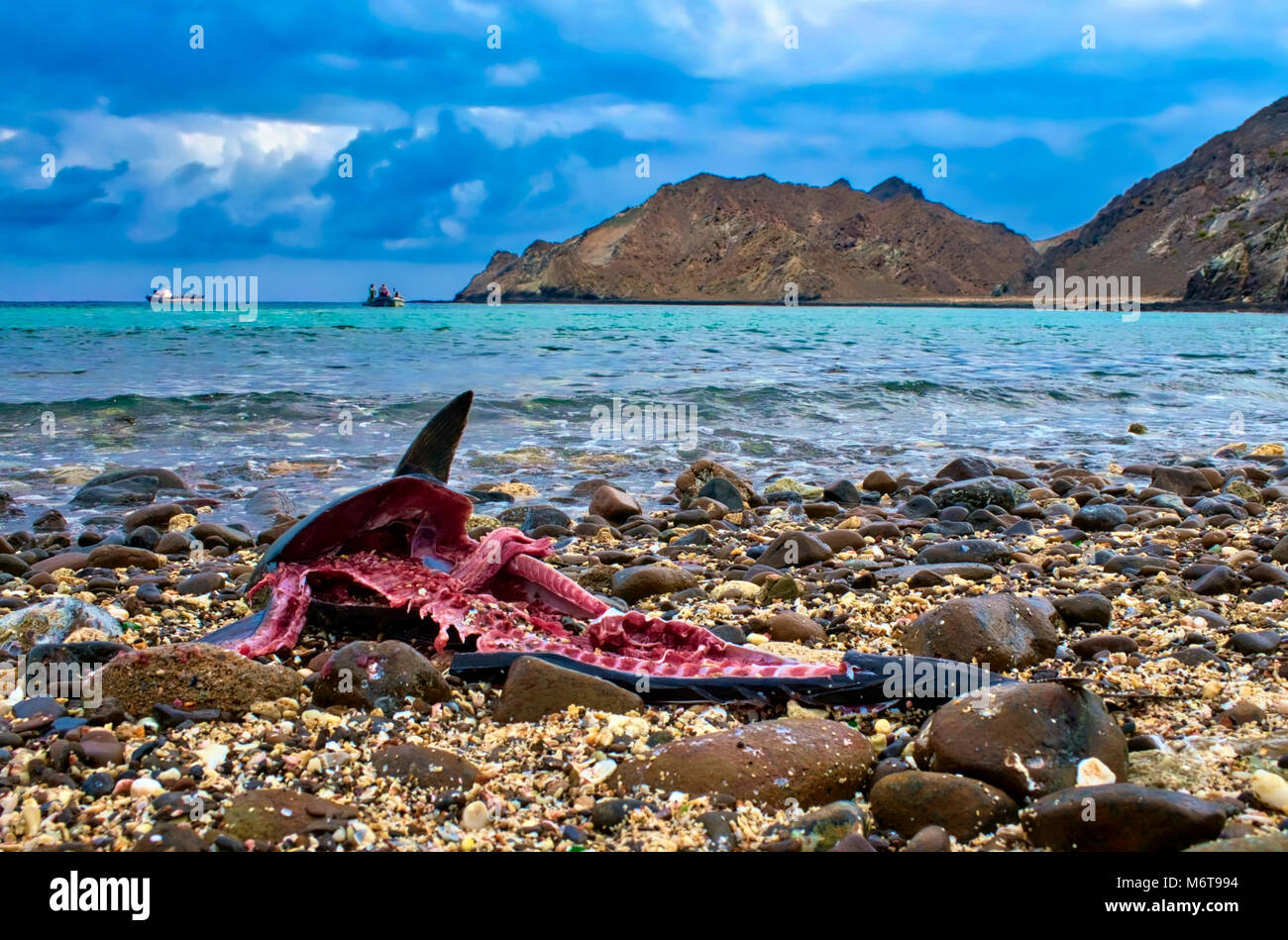 Déchets de poisson abandonnés de polluer l'eau et de la plage. Banque D'Images