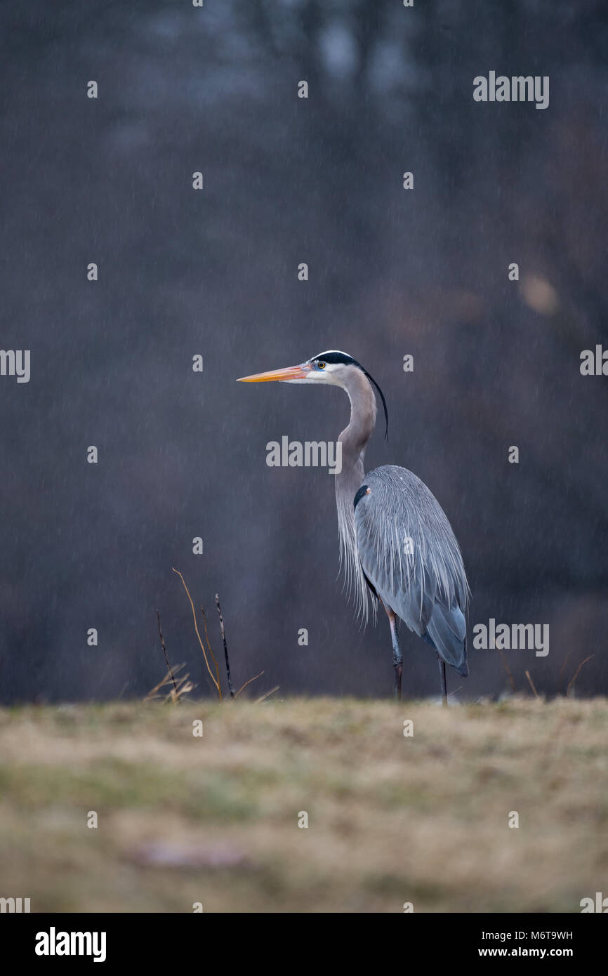 Bebe Heron Banque D Image Et Photos Alamy