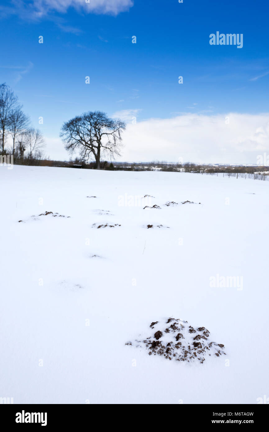 Mole hills sur les terres agricoles en hiver neige près d'Ingleby Greenhow, North Yorkshire, England, United Kingdom Banque D'Images