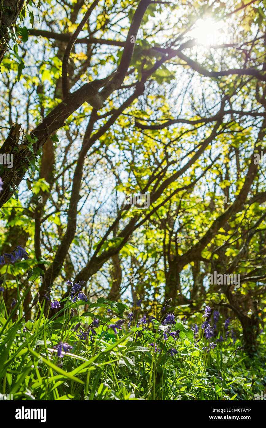 Jacinthes en bois près de Carbis Cornwall avec le soleil qui brille à travers les branches. Banque D'Images