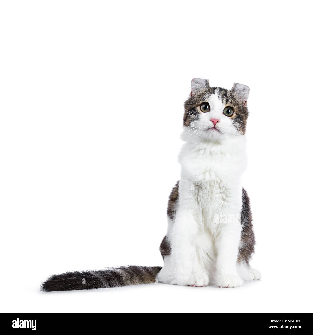 Black tabby avec blanc American Curl cat / chaton assis tout droit jusqu'à longue queue et paw levé isolé sur fond blanc. Banque D'Images