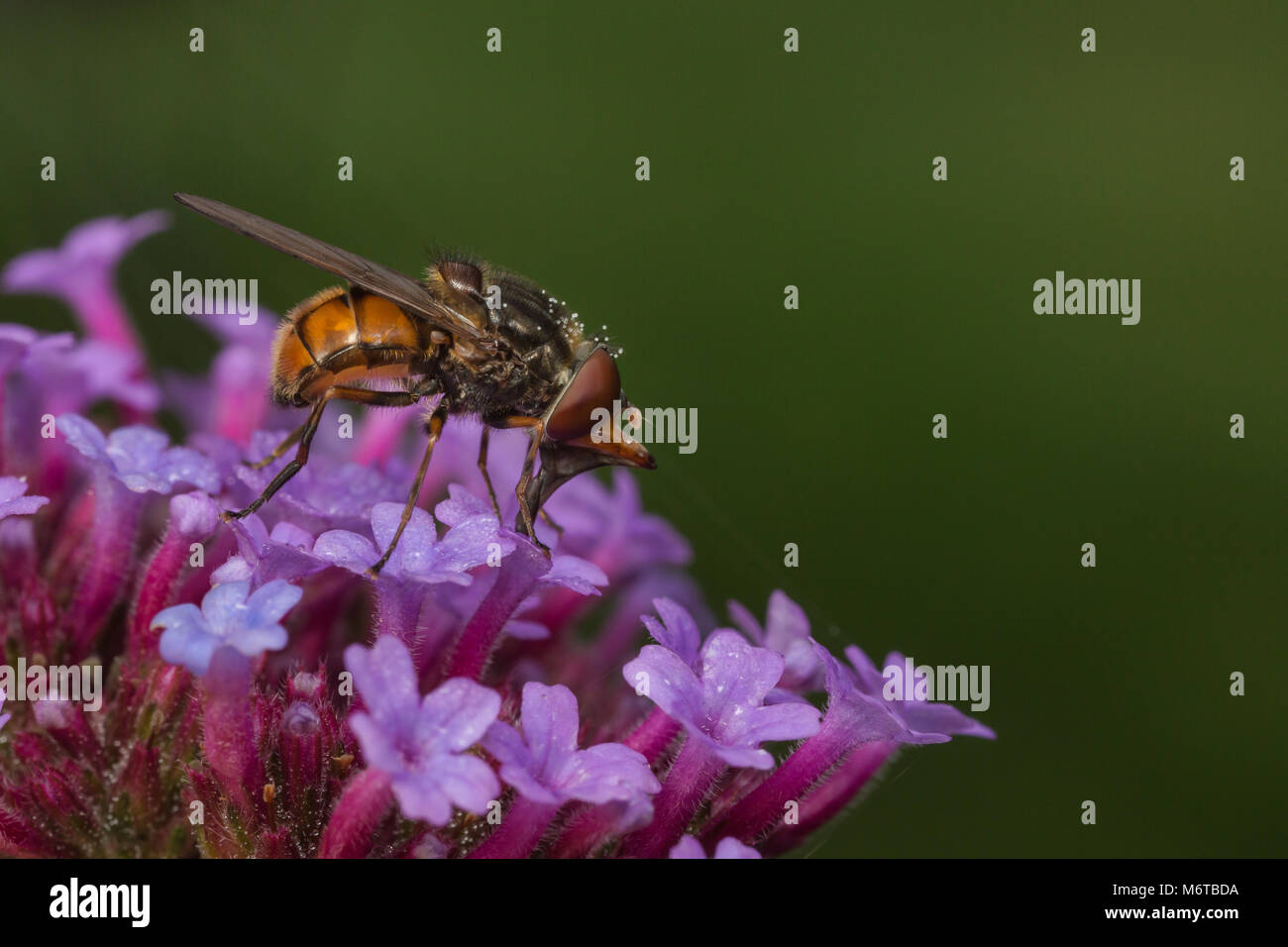 L'Rhingia campestris hoverfly sur une fleur de verveine. Banque D'Images