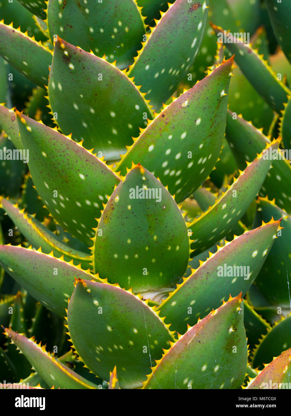 Aloe Aloe mitriformis mitre jardin botanique de Hobart Tasmanie Banque D'Images