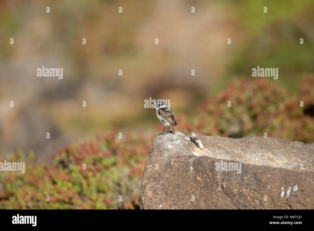 Canaries Stonechat (Saxicola dacotiae) Banque D'Images