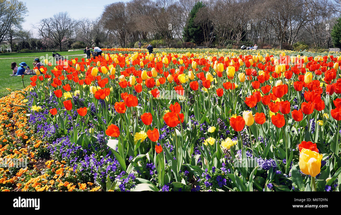 Dallas, Texas - Mars 6,2018 Dallas Arboretum and Botanical Garden, les gens ont un grand jour au début du printemps. Banque D'Images