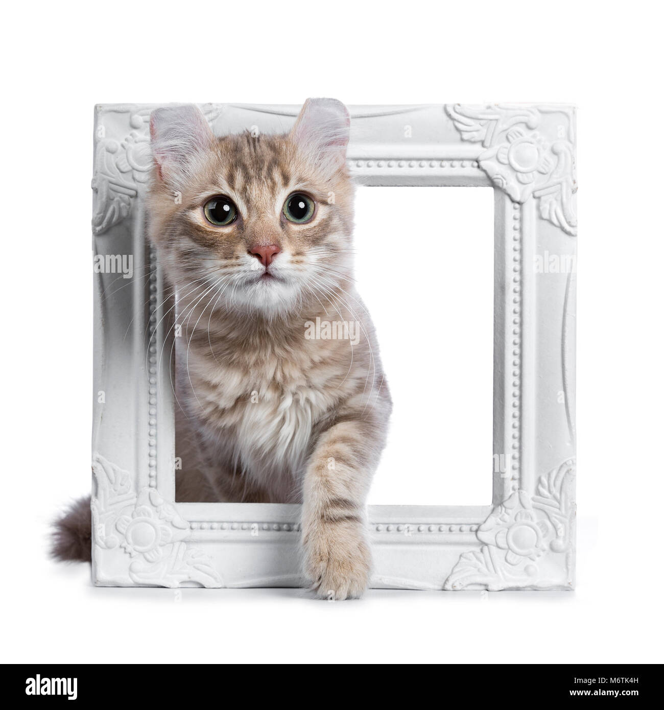 American Curl Lilac blotched tabby cat / kitten walking / progression dans un cadre photo Blanc isolé sur fond blanc Banque D'Images