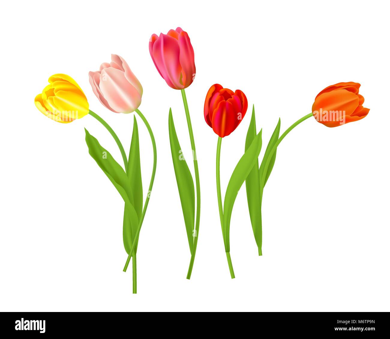 Tulipes fleurs isolées Illustration de Vecteur