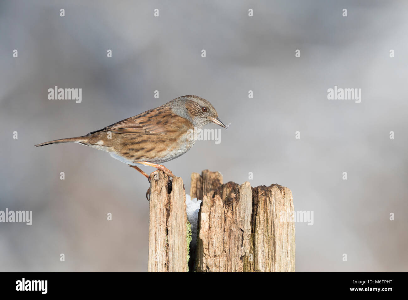 Heckenbraunelle, Hecken-Braunelle, Prunella modularis, Nid, hedge accentor, hedge sparrow, paruline de couverture, l'accenteur mouchet Banque D'Images