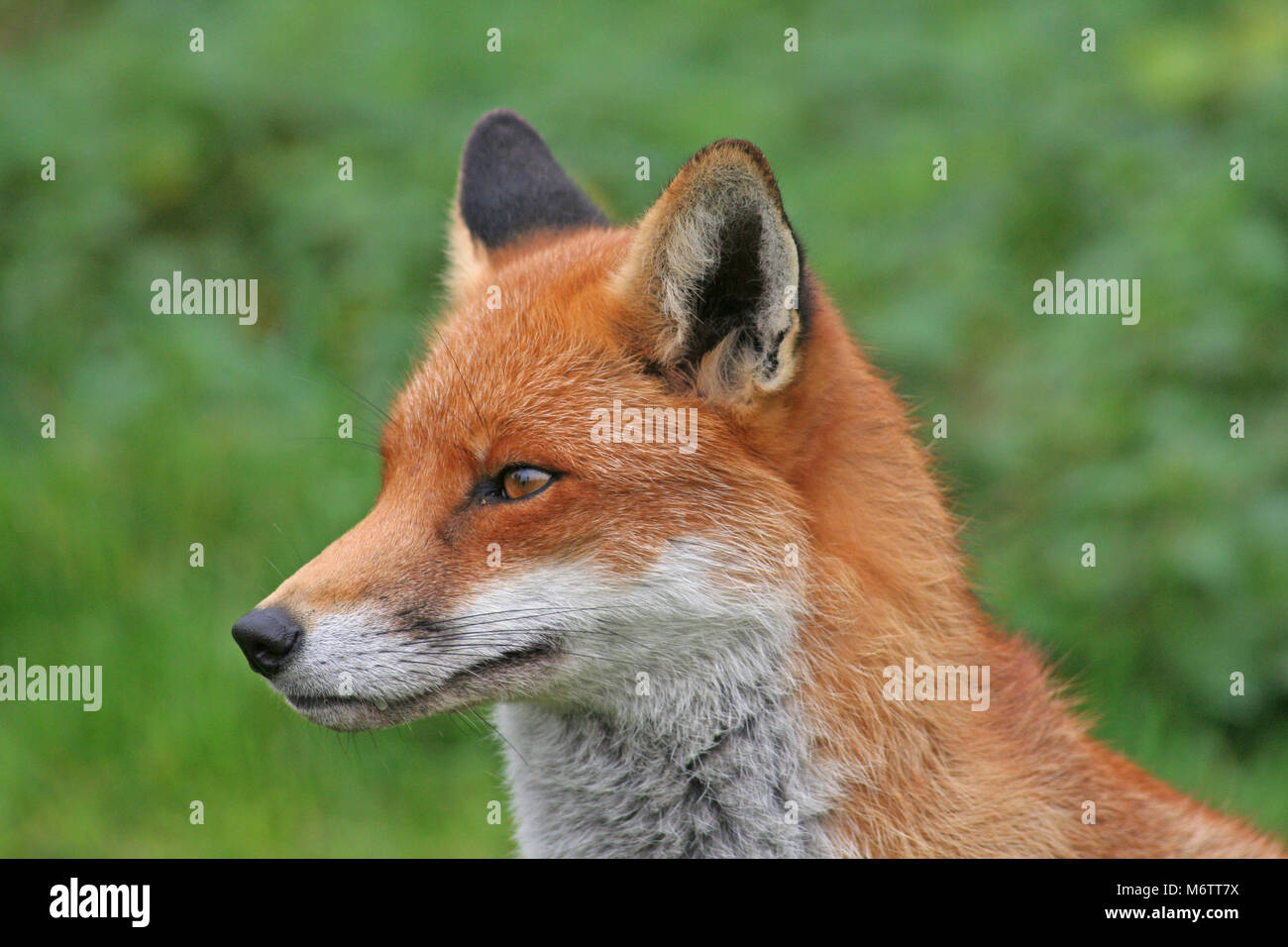 Le renard roux, Vulpes vulpes, est par essence l'anglais Photo Stock - Alamy