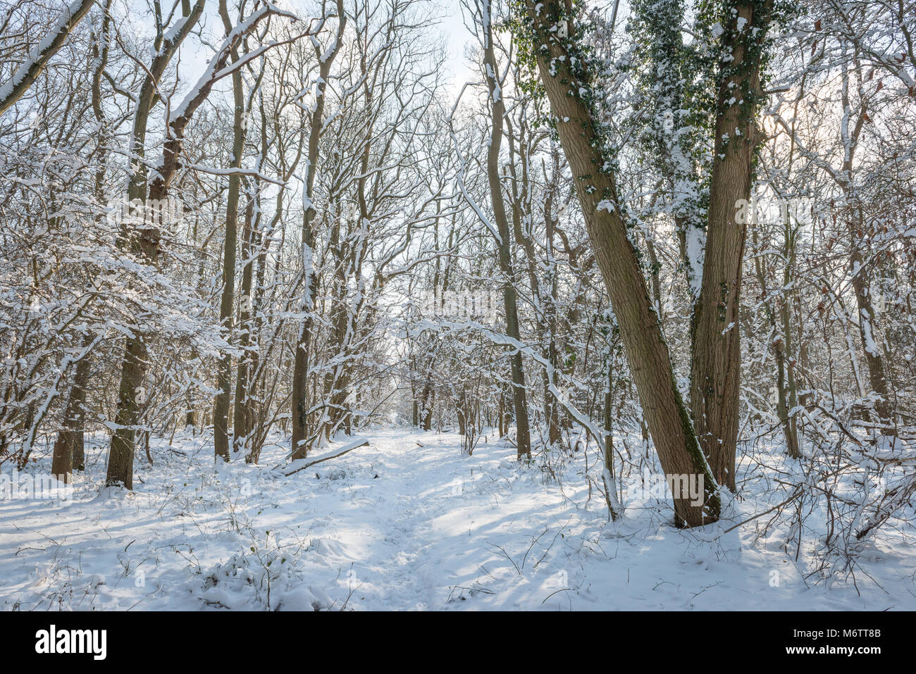 Hiver neige apporte à la campagne près de Lincolnshire rural Bourne. Prises au cours de la front froid appelé bête de l'Est Banque D'Images