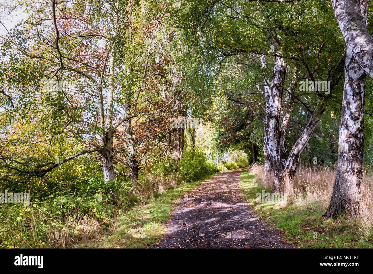 Un chemin de terre dans la boulaie avec les arbres, l'herbe verte et les ombres sur le sol, sur une journée ensoleillée d'été Banque D'Images