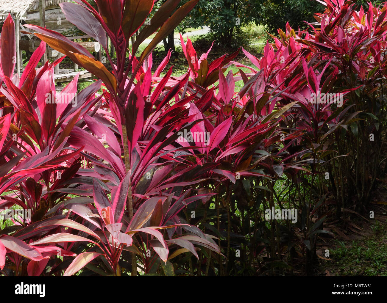 Cordyline fruticosa feuilles rouges sur un arbuste vivace, Kuching, Malaisie Banque D'Images