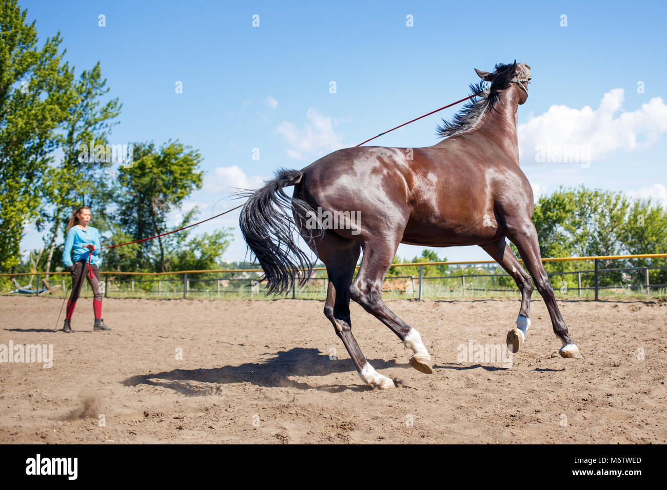 Jeune femme cheval formation sur le cordon en padock sur journée d'été. Cheval galopant dans le corral Banque D'Images