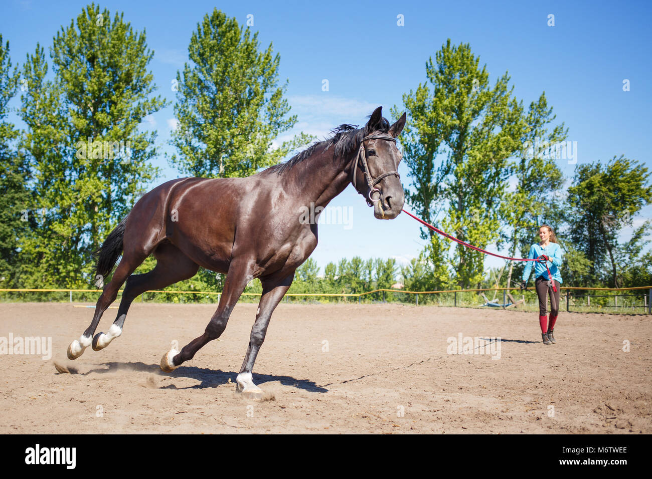 Jeune femme cheval formation sur le cordon en padock sur journée d'été. Cheval galopant dans le corral Banque D'Images