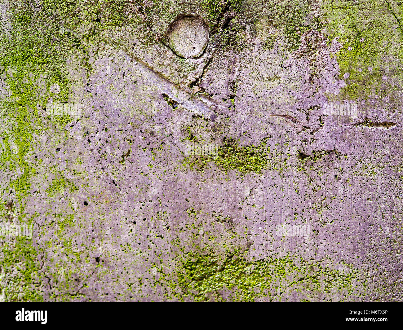 Mur en béton armé recouvert de mousse. Banque D'Images