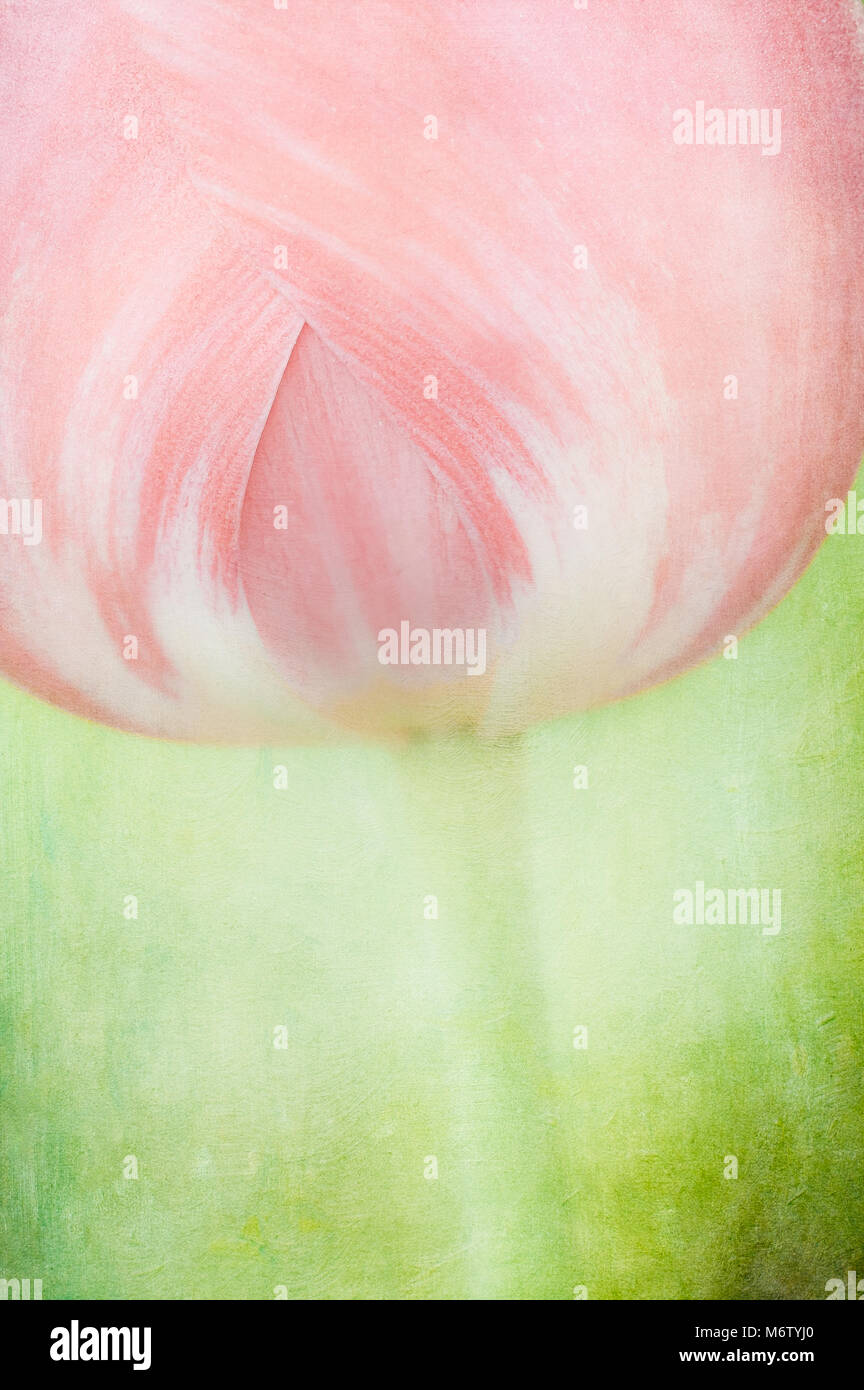 Jardin tulip, doucement résumé texturé Banque D'Images
