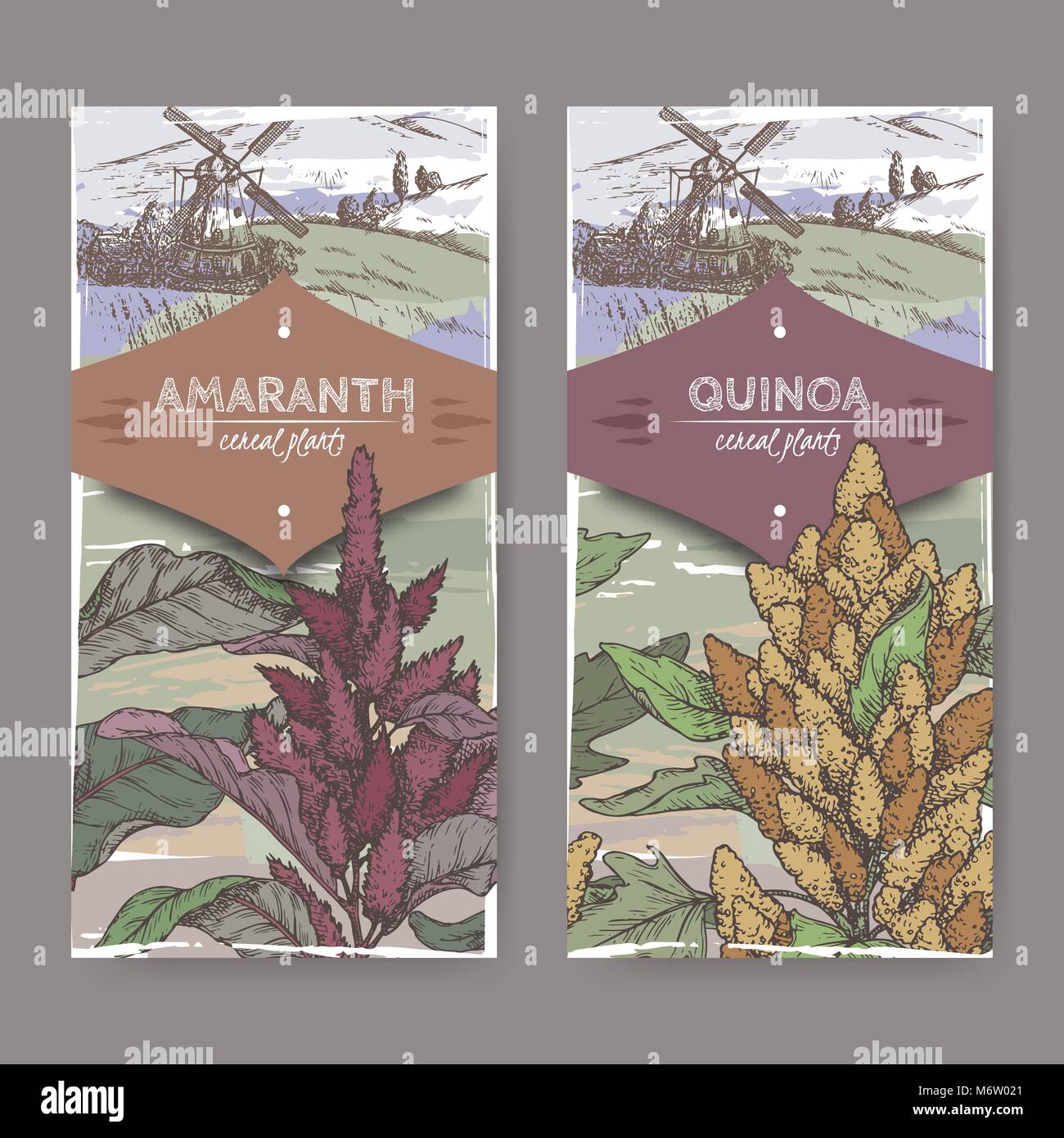 Ensemble de deux étiquettes avec Amaranthus cruentus aka amaranth et Chenopodium quinoa couleur croquis. Collection de plantes céréalières. Illustration de Vecteur