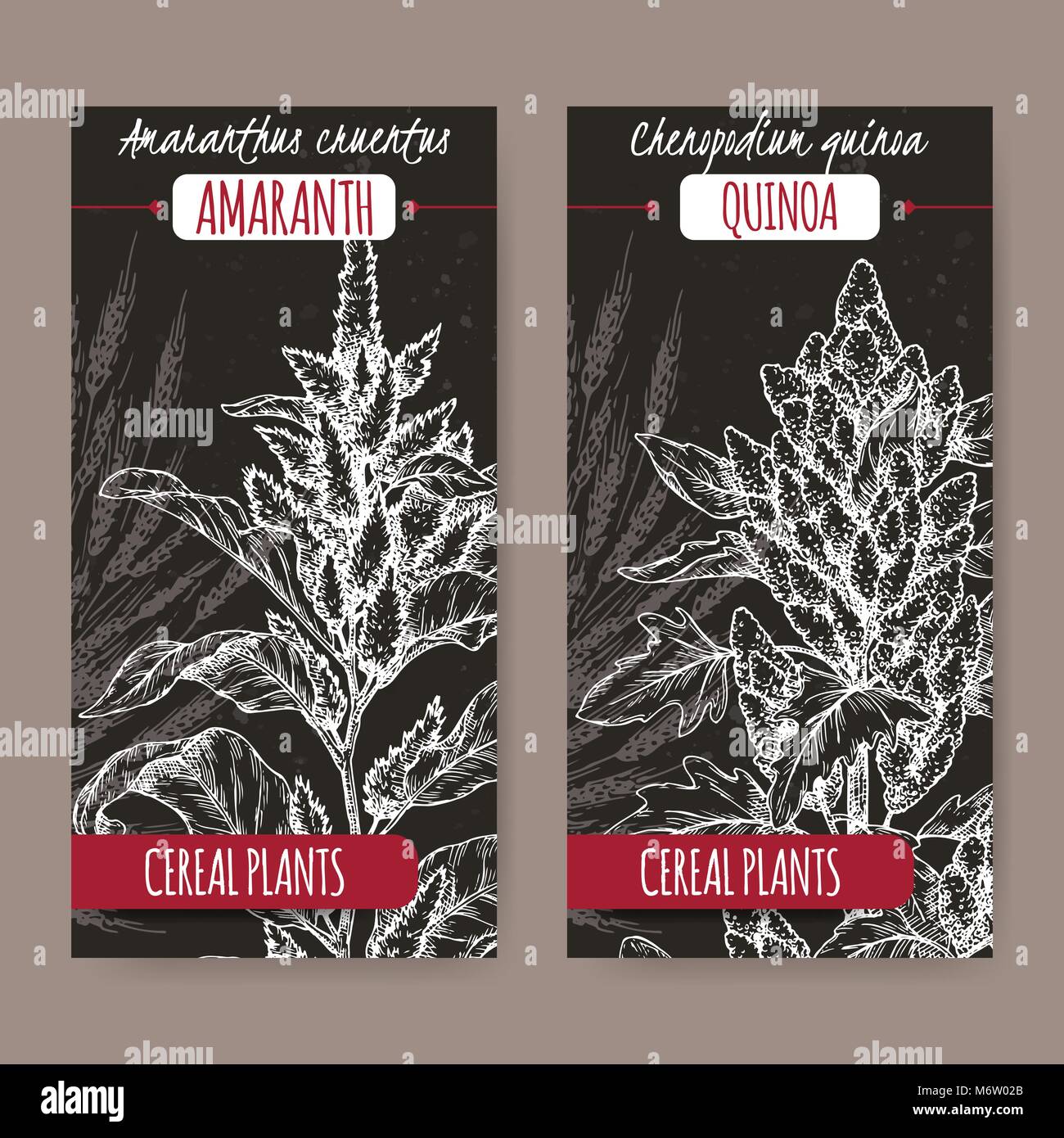 Deux étiquettes avec Amaranthus cruentus aka amaranth et Chenopodium quinoa sketch sur noir. Collection de plantes céréalières. Illustration de Vecteur