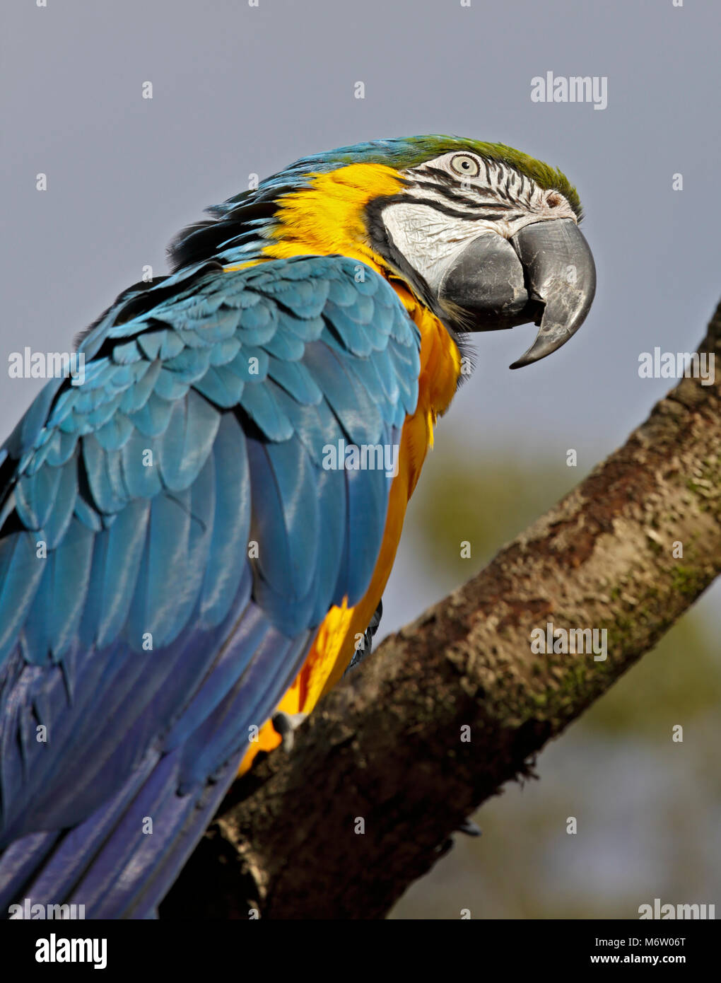 Ara bleu et jaune (Ara ararauna) Banque D'Images Ara bleu et jaune (Ara ararauna) Banque D'Images