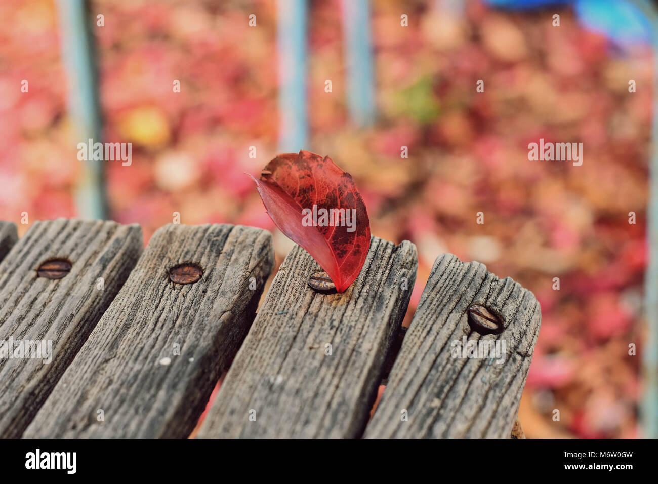 Sec rouge feuille d'automne sur le banc solitaire en bois dans le parc de l'automne. Paysage des feuilles d'automne. Libre de feuille d'automne sur le banc. Banque D'Images