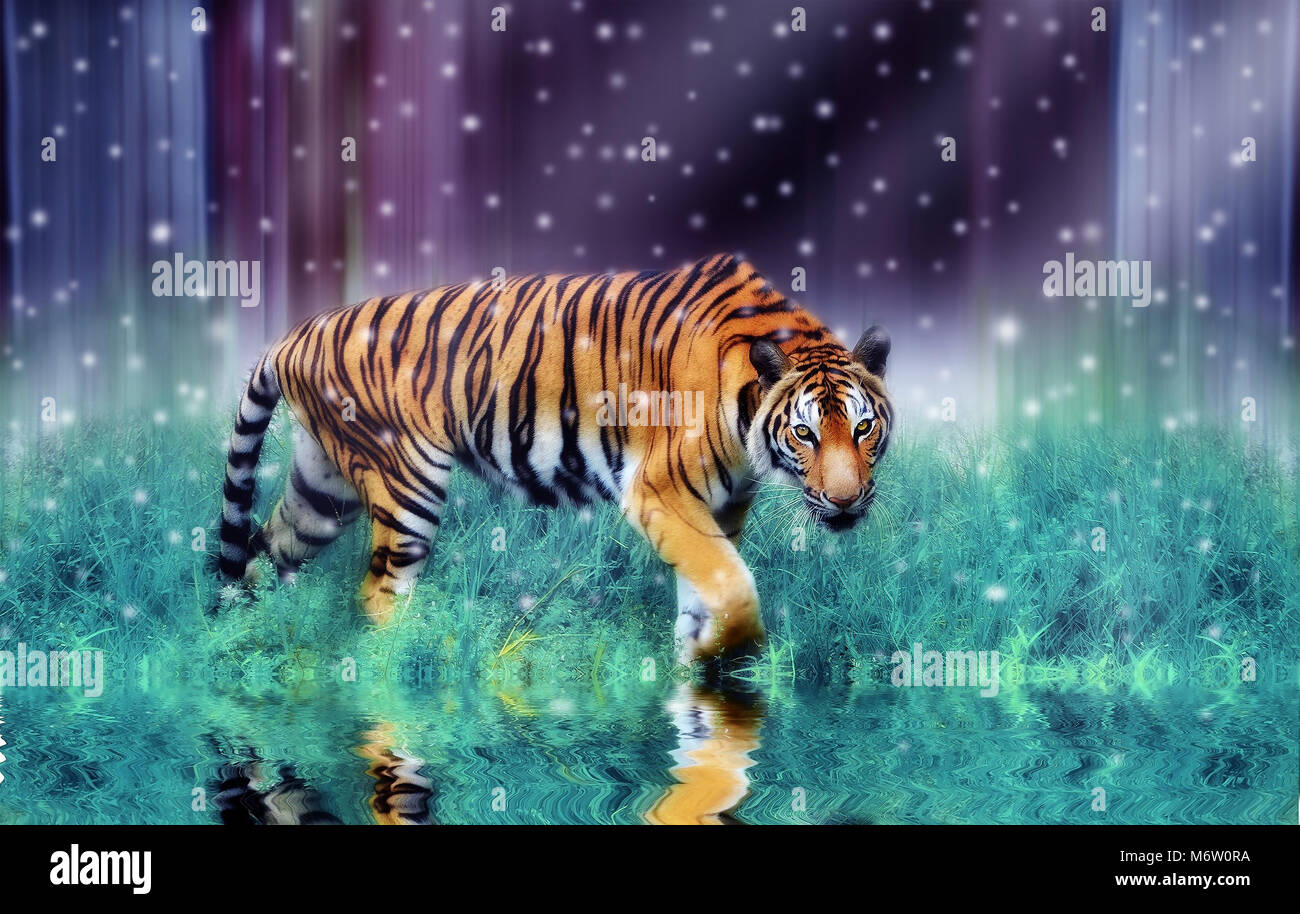 Face à la féroce tigre couleurs dans le roman a la neige Banque D'Images
