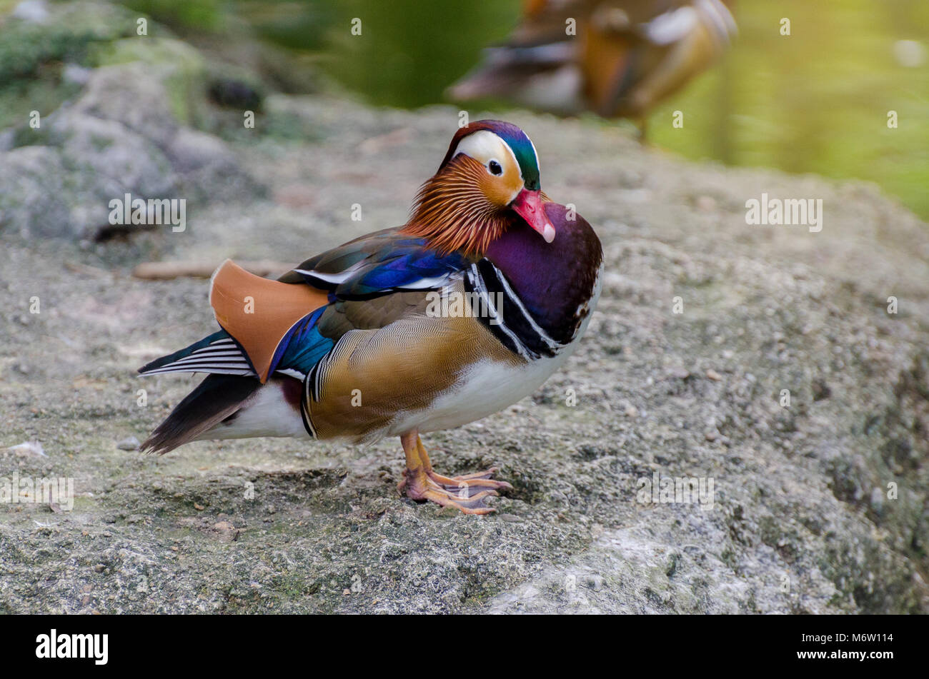 Canard Mandarin Aix galericulata belle couleur Banque D'Images