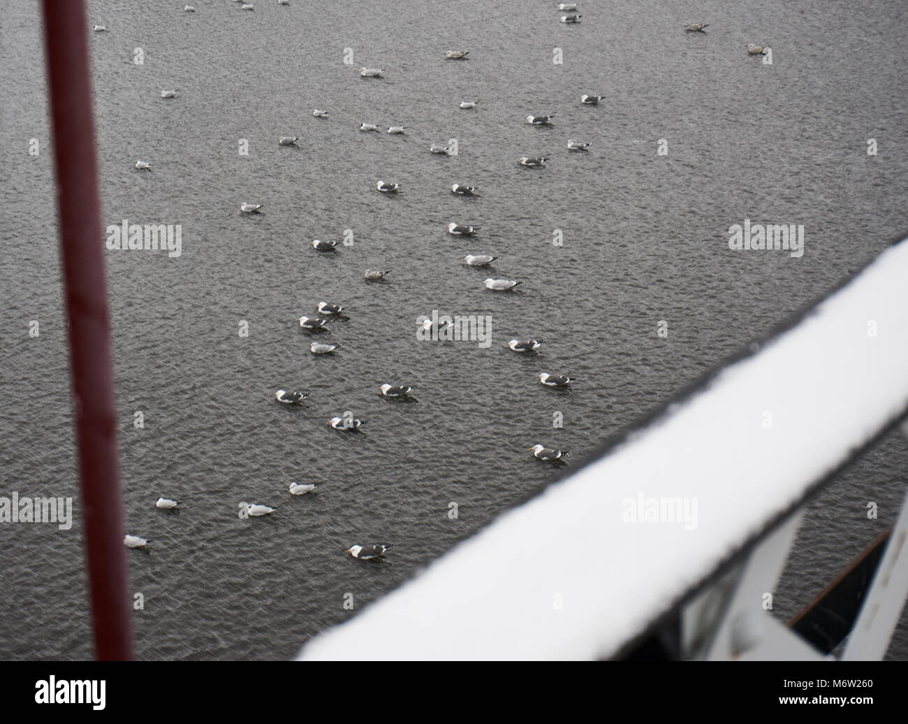 Les oiseaux posés sur la surface de la rivière Clyde au cours de l'hiver, à la suite de la "bête de l'Est' front froid, Glasgow. Banque D'Images