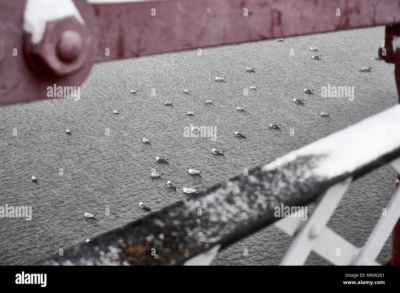 Les oiseaux posés sur la surface de la rivière Clyde au cours de l'hiver, à la suite de la "bête de l'Est' front froid, Glasgow. Banque D'Images