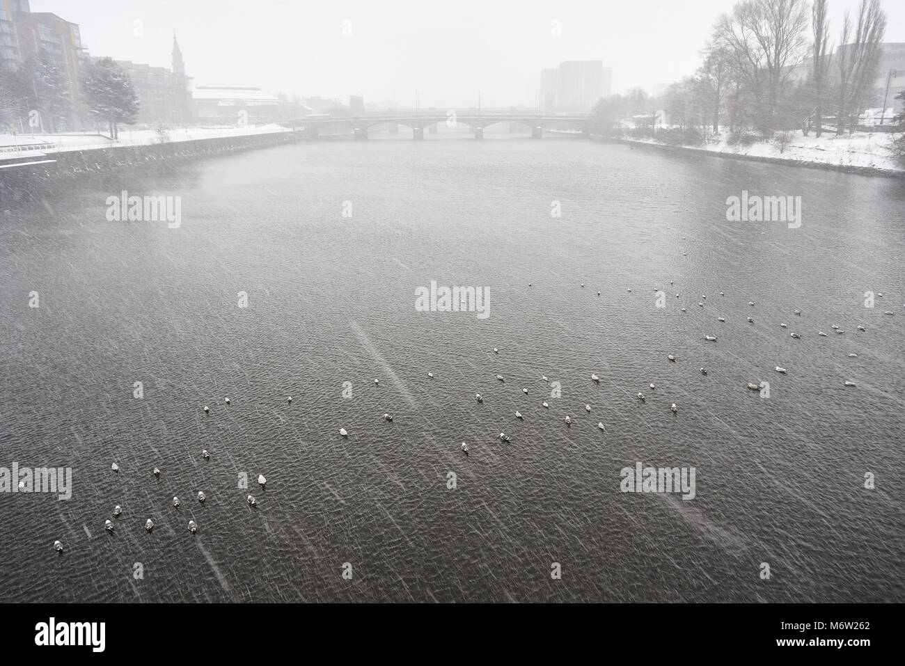 Les oiseaux posés sur la surface de la rivière Clyde au cours de l'hiver, à la suite de la "bête de l'Est' front froid, Glasgow. Banque D'Images
