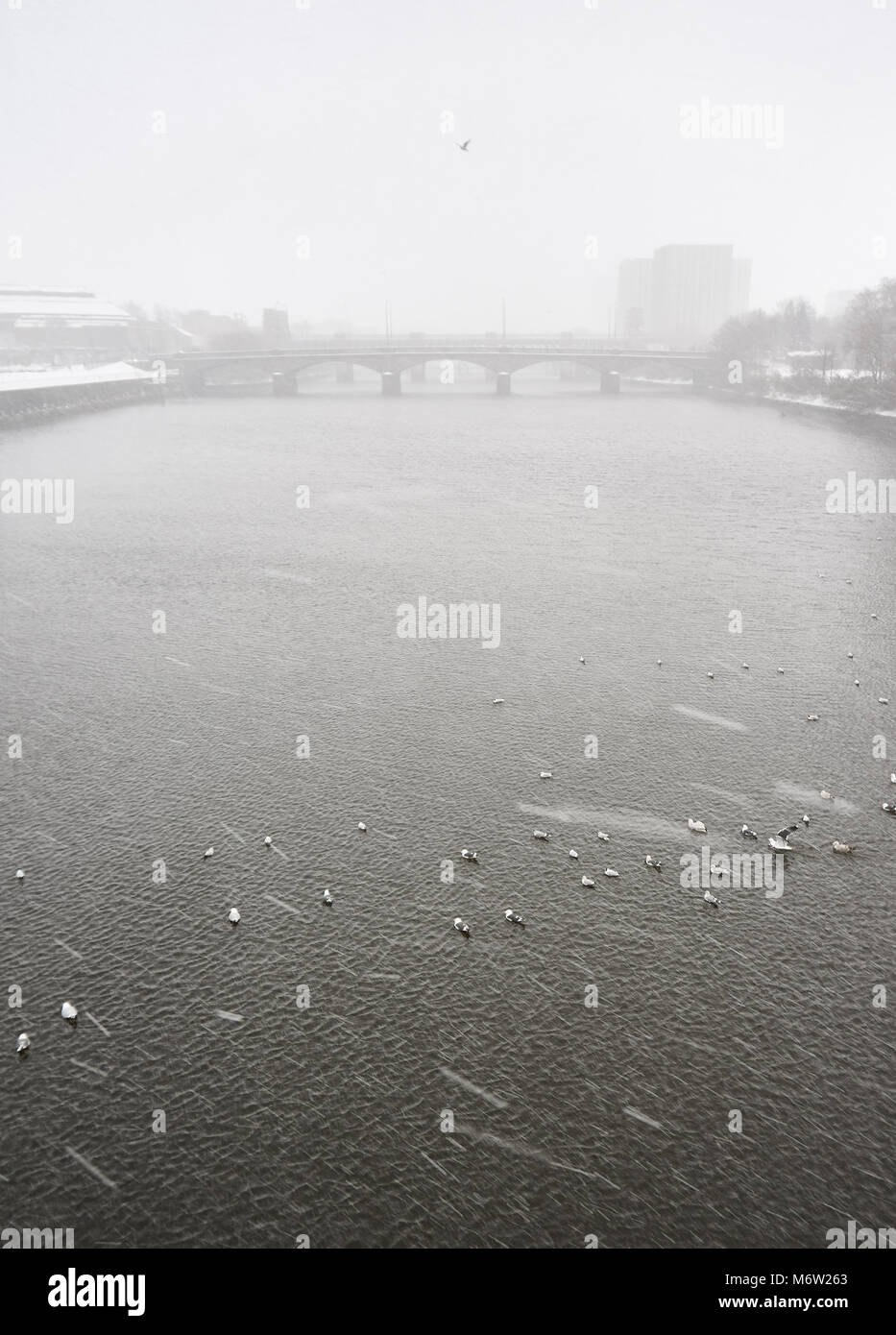 Les oiseaux posés sur la surface de la rivière Clyde au cours de l'hiver, à la suite de la "bête de l'Est' front froid, Glasgow. Banque D'Images
