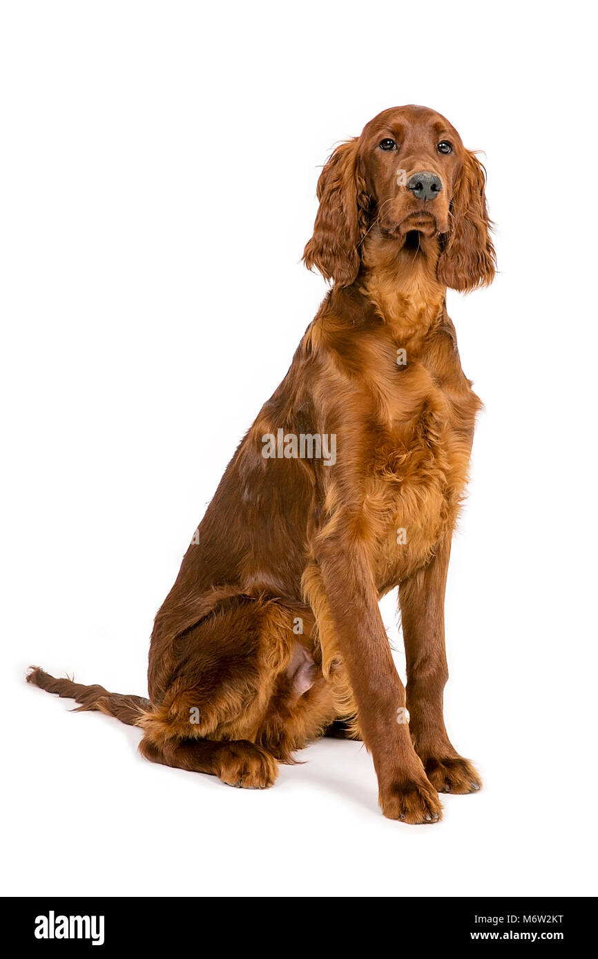 Quatre Mois Setter Irlandais Rouge Assis Photo Stock Alamy