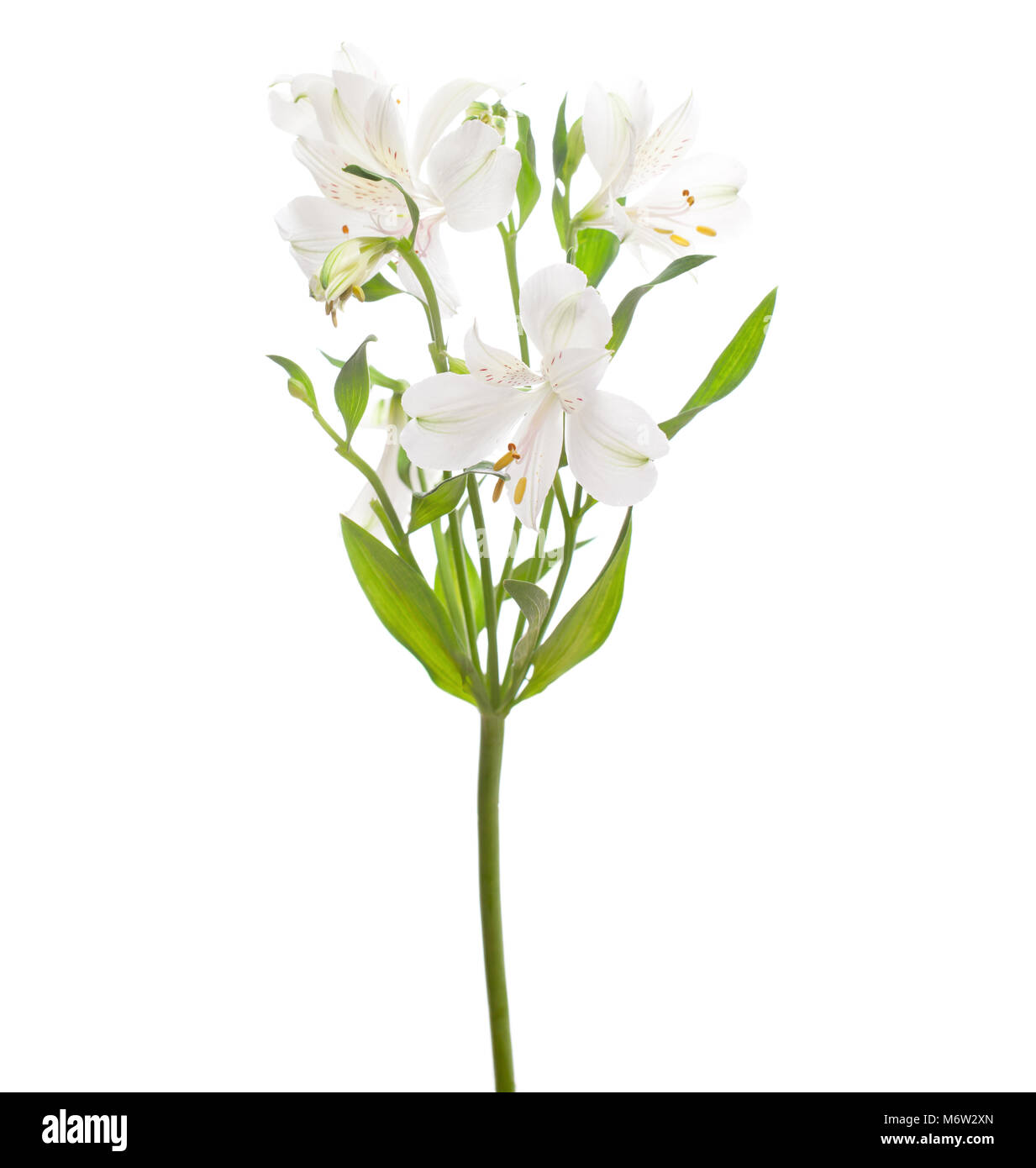 L'Alstroemeria blanc isolé sur fond blanc. Se concentrer sur la fleur centrale. Banque D'Images