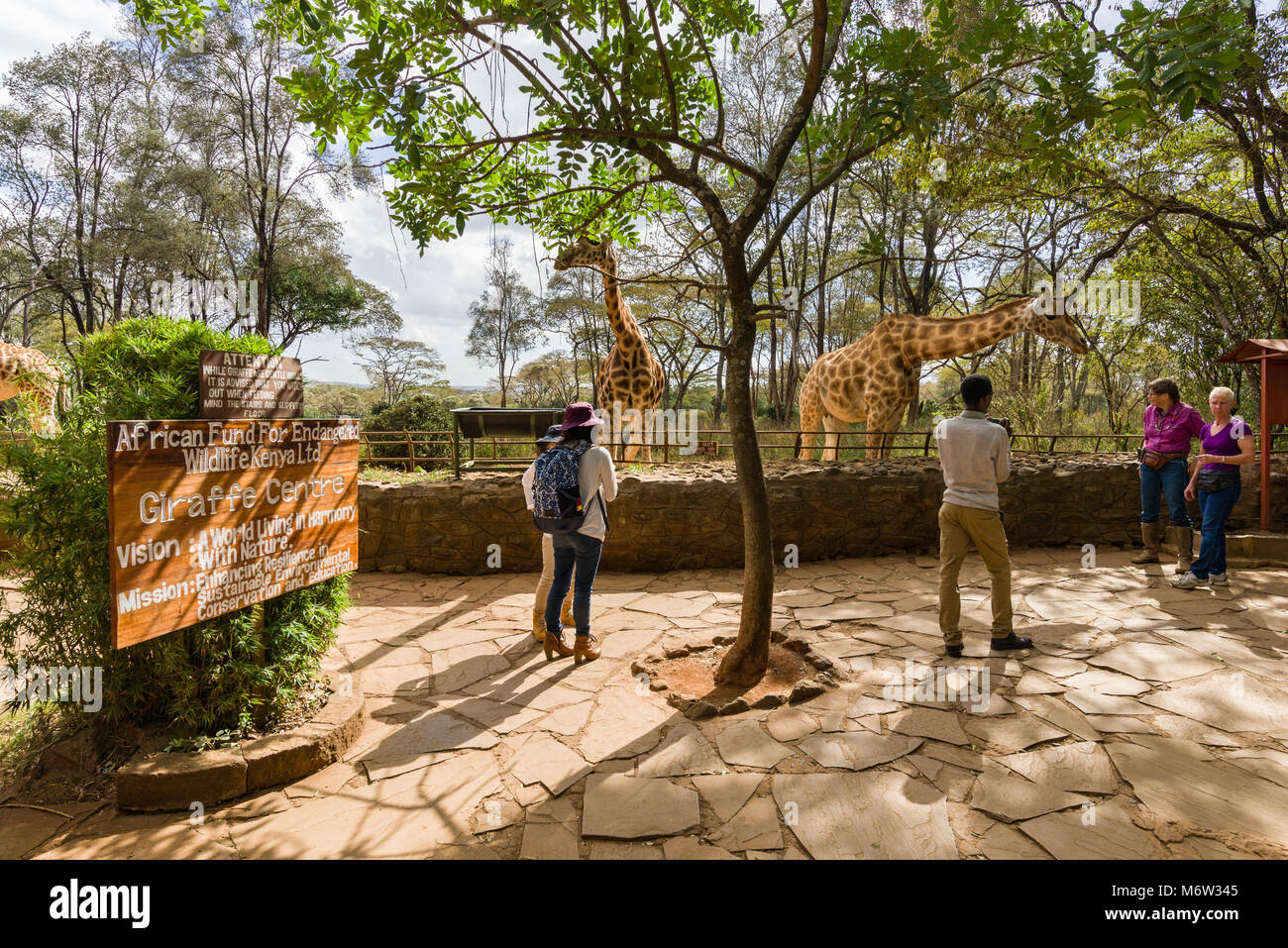Les touristes au centre Giraffe avec Rothschild giraffes, Nairobi, Kenya Banque D'Images
