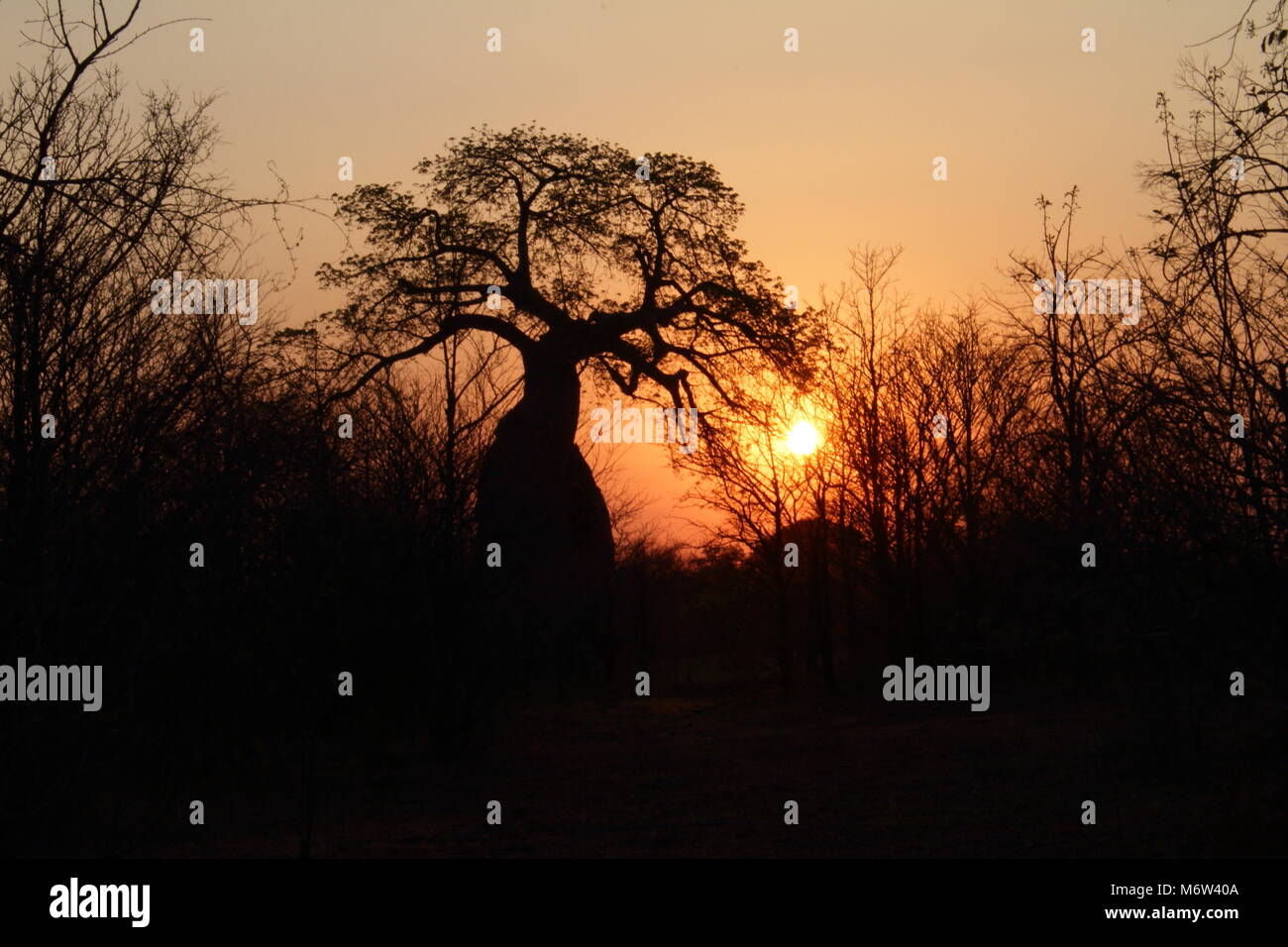 Baobab au coucher du soleil Banque D'Images