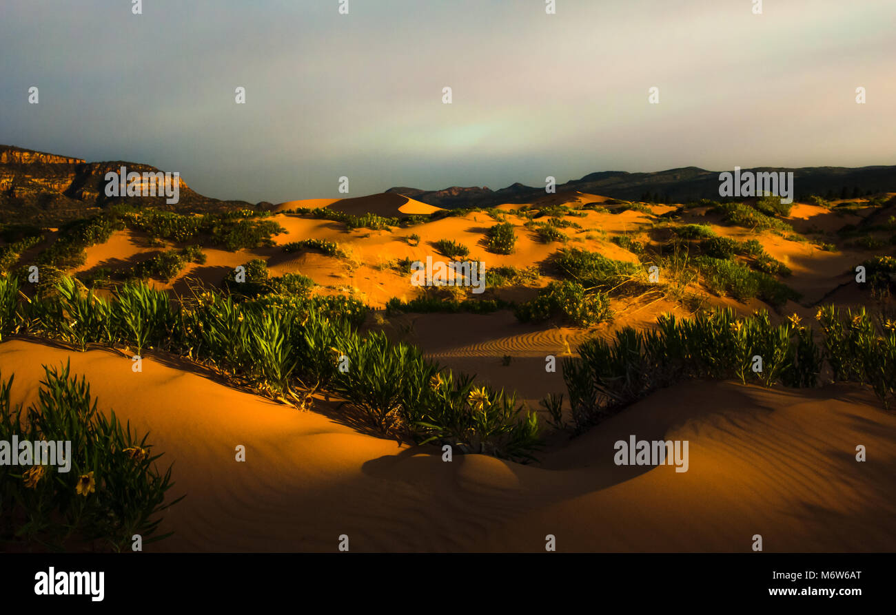 Met en lumière au coucher du soleil, Coral Pink Sand Dunes, de l'Utah Banque D'Images