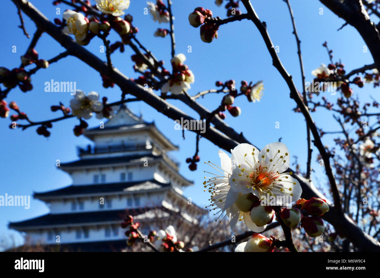 Sakura ( cerisier ) par château de Shimabara à Kyushu, au Japon. Banque D'Images