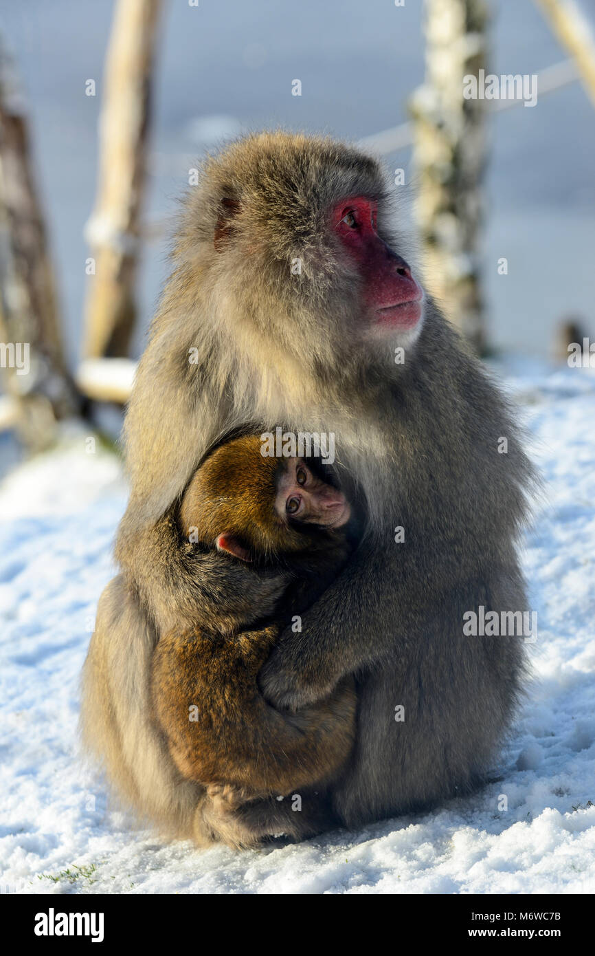 Avec les jeunes femelles Macaque japonais ou Snow Monkey (Macaca fuscata) au Highland Wildlife Park, le Kincraig, Kingussie, Scotland, UK Banque D'Images