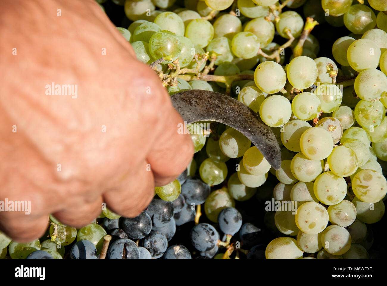 La récolte, le raisin noir, grappes de raisins, de vin rouge Banque D'Images