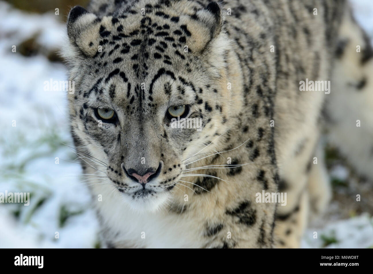 Snow Leopard en captivité (Panthera uncia) au Highland Wildlife Park, le Kincraig, Kingussie, Scotland, UK Banque D'Images
