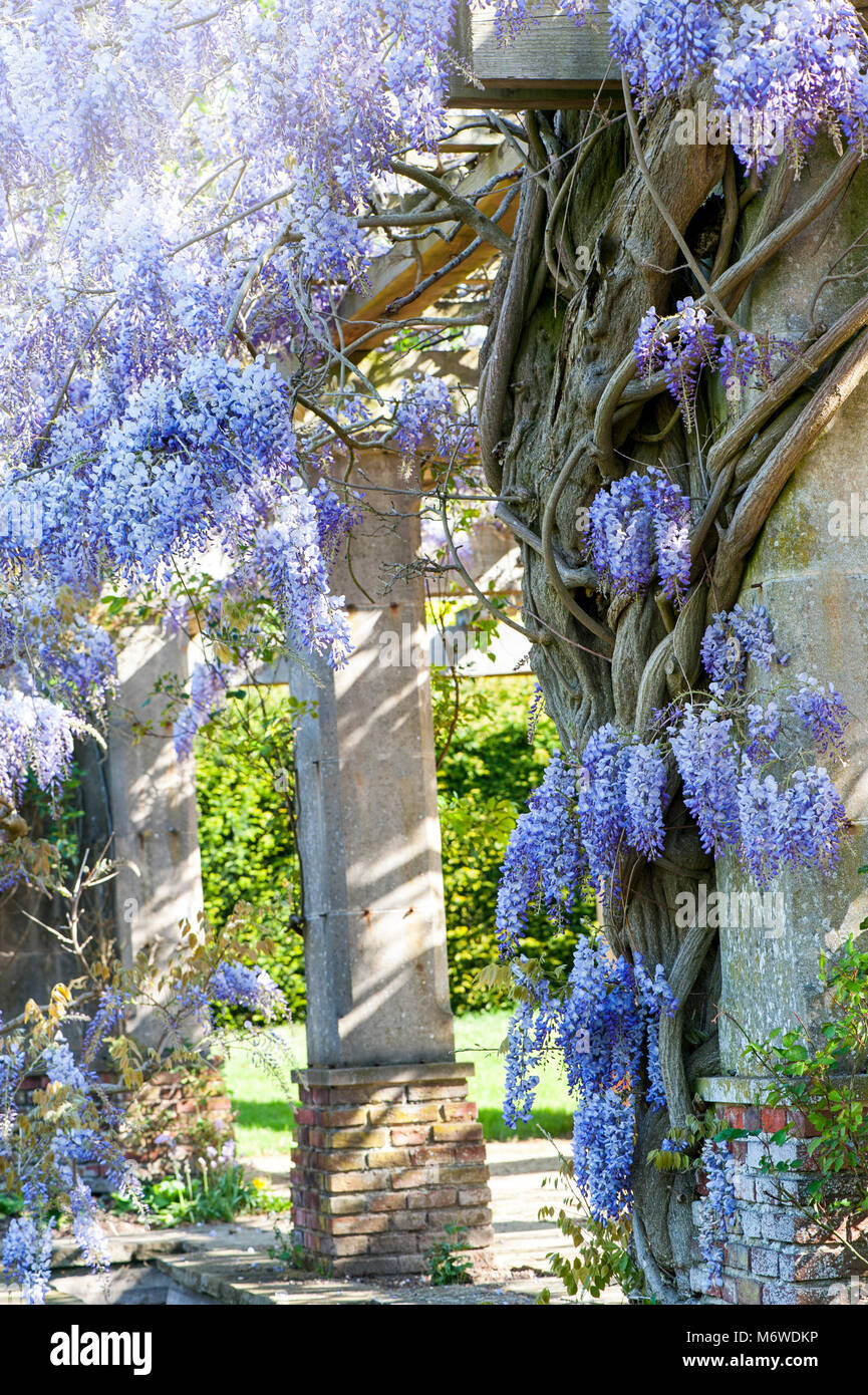 Close-up image de la floraison du printemps ou Wisteria sinensis Wisteria bleu chinois fleurs Banque D'Images