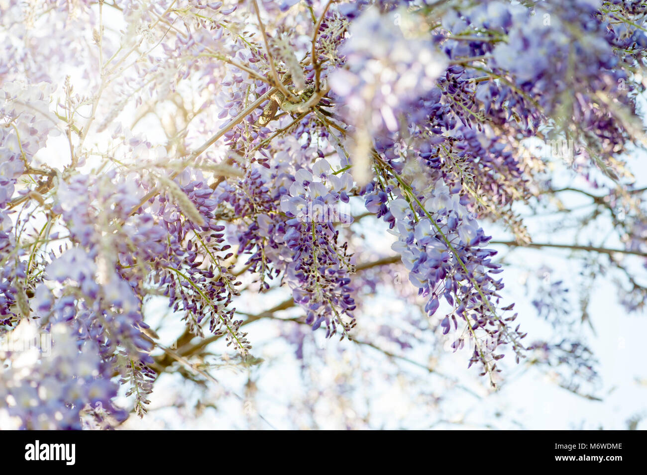 Close-up image de la floraison du printemps ou Wisteria sinensis Wisteria bleu chinois fleurs Banque D'Images