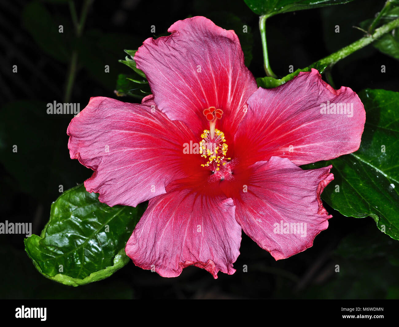 Beaux Hibiscus rosa-sinensis (connu familièrement comme Chinese hibiscus, Hawaiian Hibiscus, Chine rose, mauve rose) flower close-up Banque D'Images