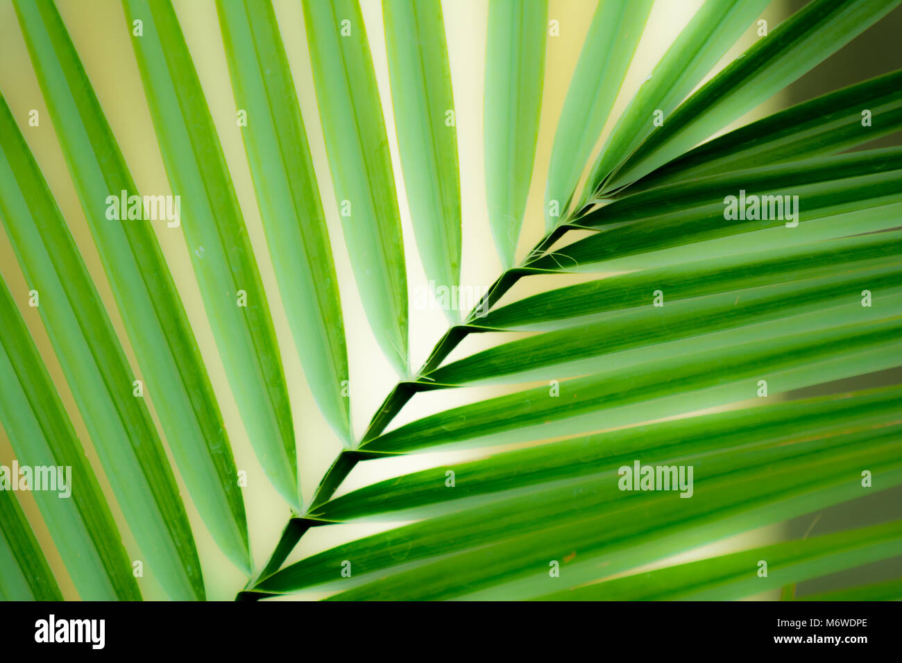 Les feuilles de palmier sur fond vert Banque D'Images