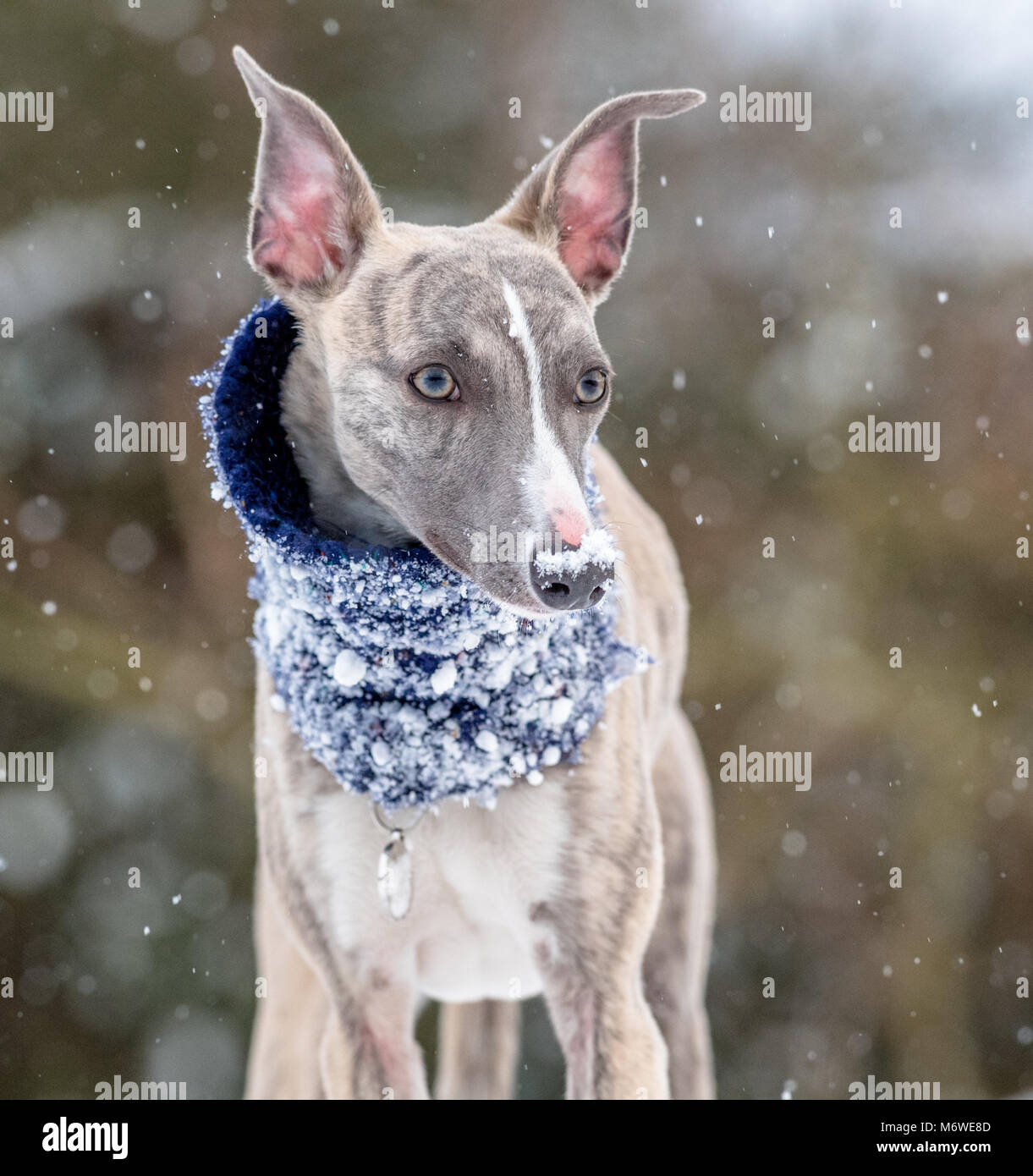 Chiot Whippet jouant dans une nouvelle couche de neige pour sa première fois Banque D'Images