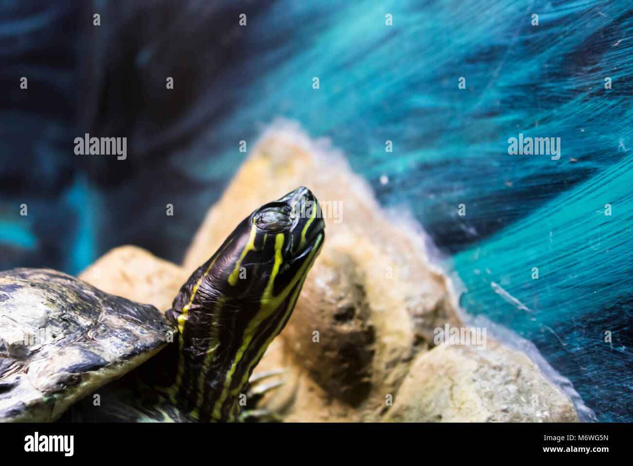 Tortue peinte dans un aquarium Banque D'Images