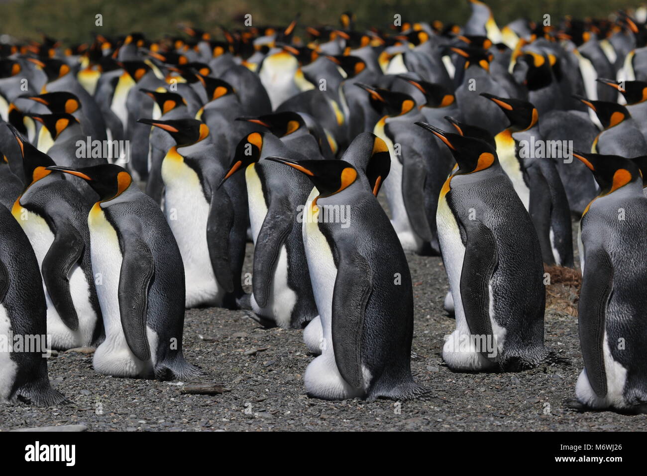 Penguins de roi Banque D'Images