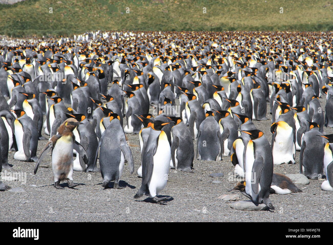 Penguins de roi Banque D'Images