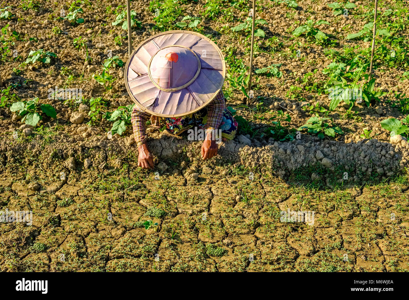 Les agriculteurs d'une femme, portant un chapeau de bambou ronde, travaille sur un champ en paysage agricole Banque D'Images